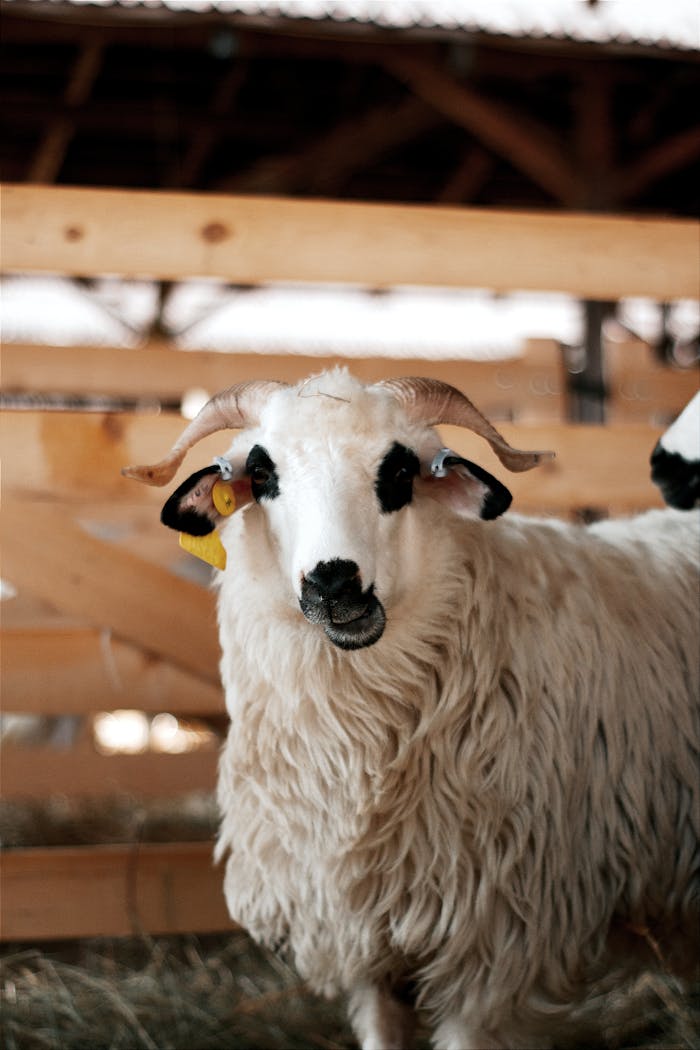 services-03 Portrait of a Churra sheep inside a barn in Hungary.