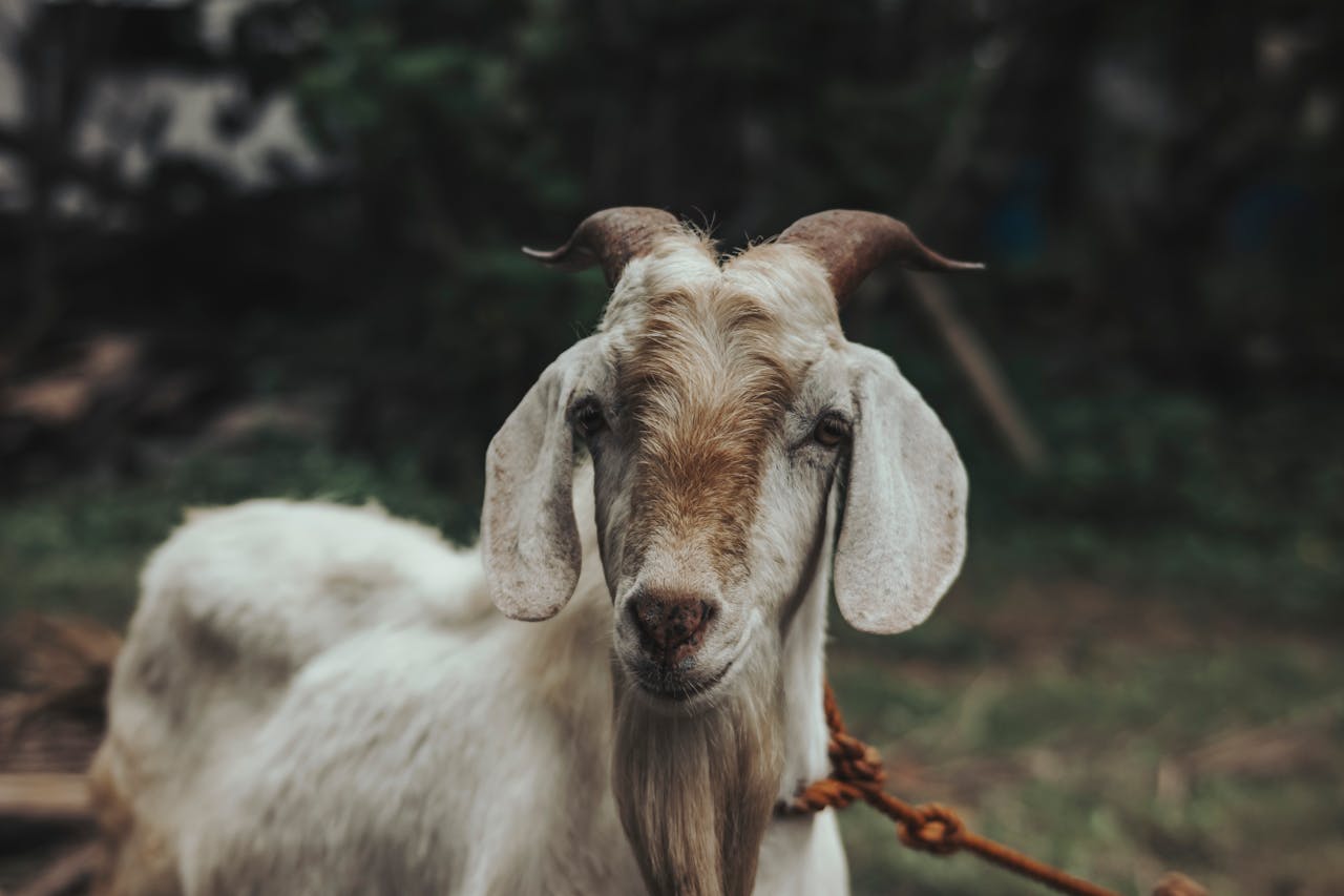 A detailed portrait of a domestic goat with horns outdoors.