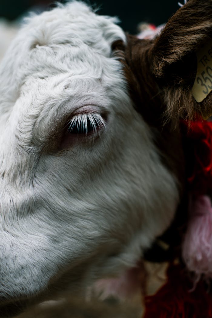 Detailed close-up of a white cow's head, showcasing texture and detail.