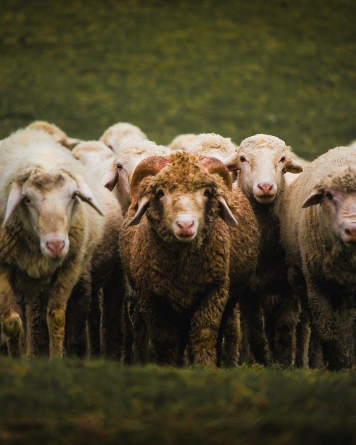 services-img A group of sheep grazing in a lush, green pasture, showcasing rural life.