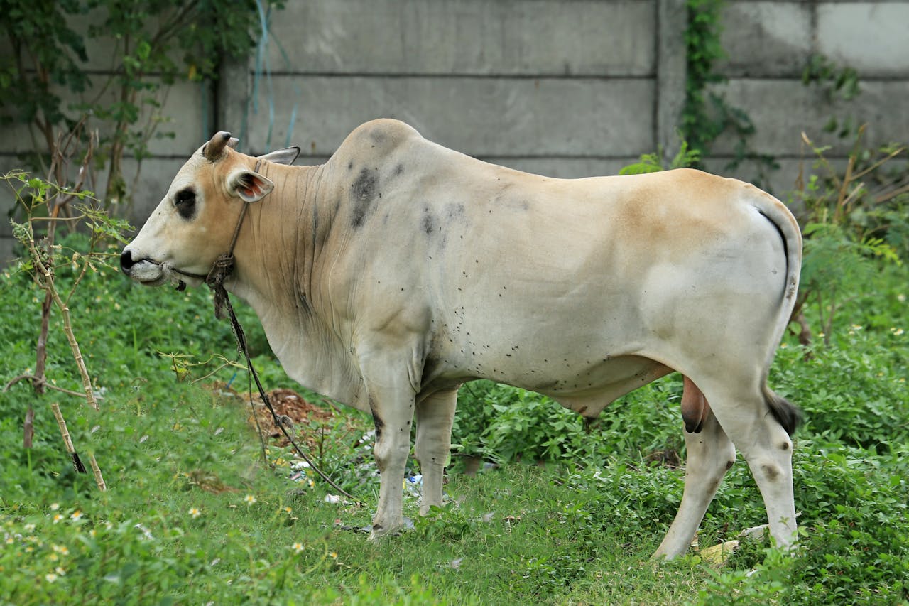 Gangatiri cow standing in a grassy field with greenery and a concrete wall in the background.