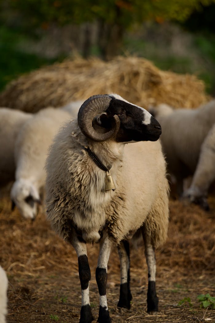 our-experience A solitary ram stands proudly in a rural setting surrounded by its flock. Perfect for animal photography enthusiasts.