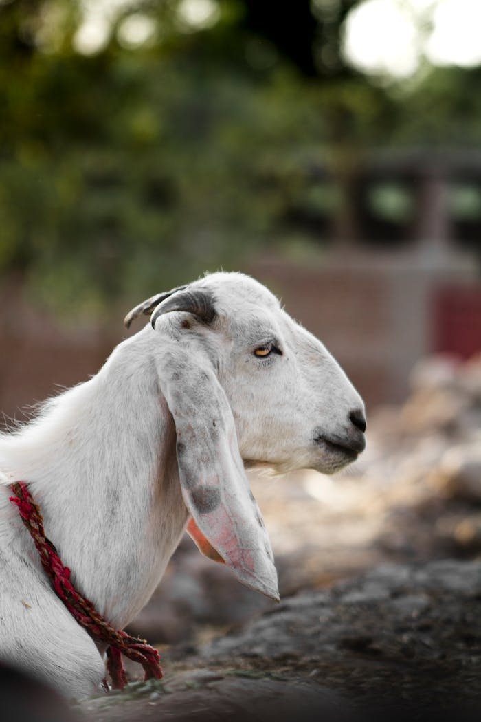 about-02 Close-up of a Jamnapari goat with long ears in a rural setting in Punjab, Pakistan.