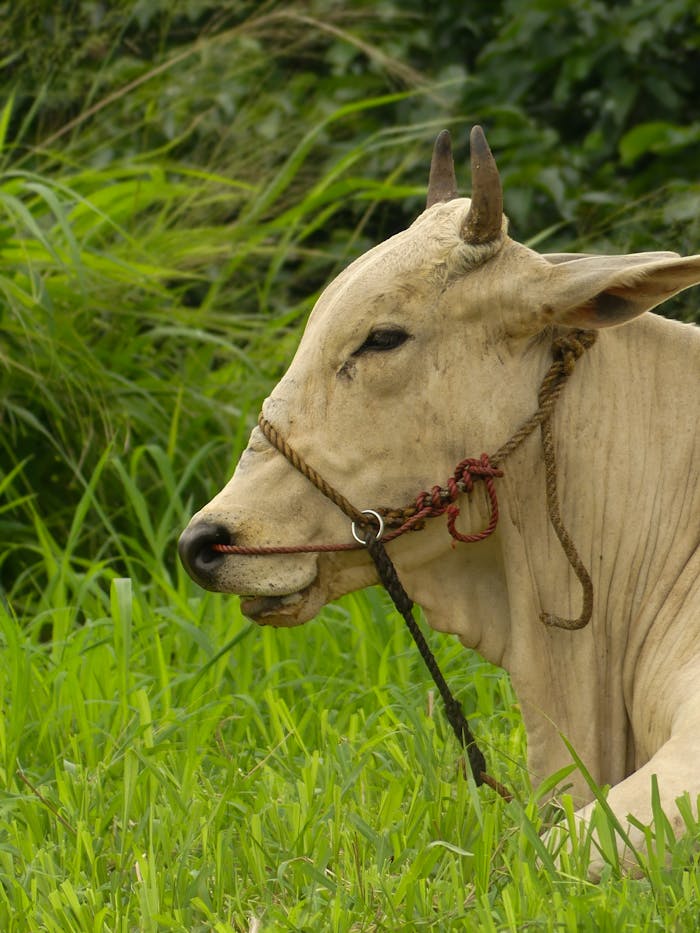 Close-up portrait of a cow resting in a green field, showcasing nature's tranquility.
