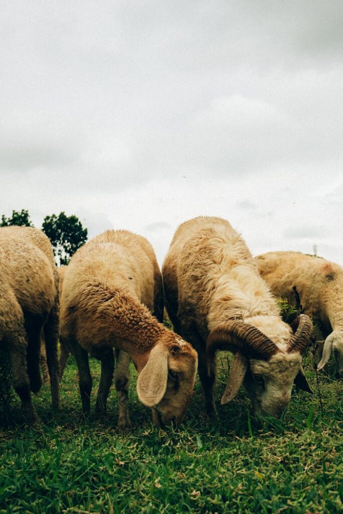 A flock of sheep grazing on a lush green pasture under a cloudy sky, depicting rural life.
