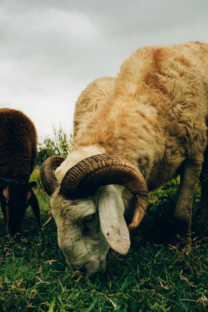 about-img Close-up of a ram with curved horns grazing in a verdant pasture.