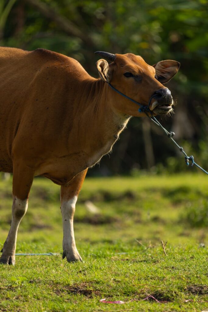 A brown cow tied with a rope grazing on a sunny green pasture outdoors.