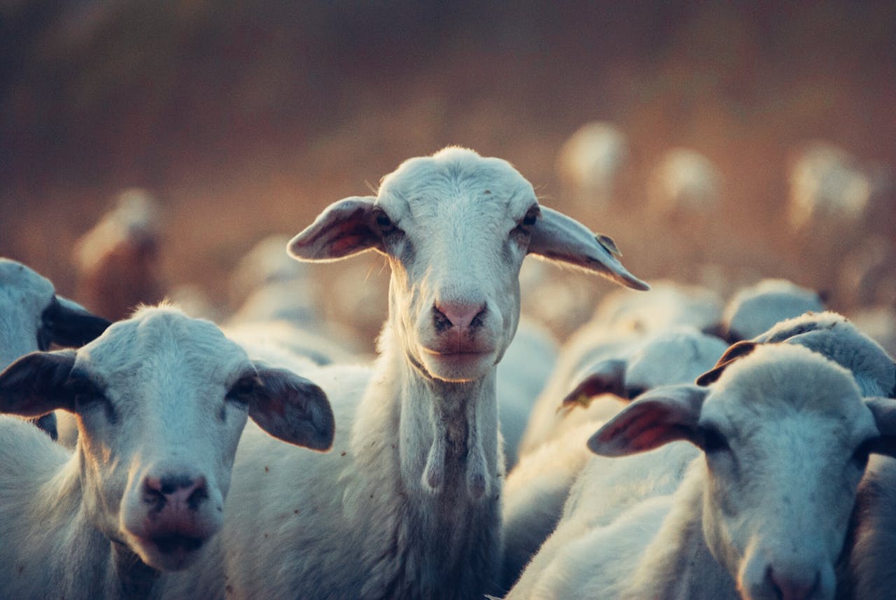 services-02 A close-up image of a goat amidst a herd in a rural pasture during daylight.