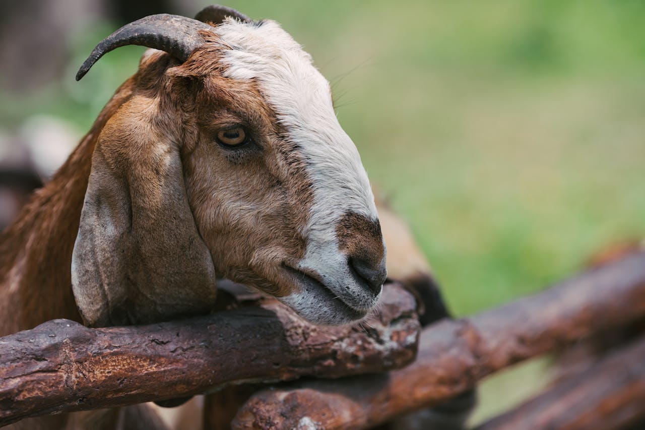 contact-img Captivating close-up of an Anglo Nubian goat with focus on its features, highlighting its natural beauty.